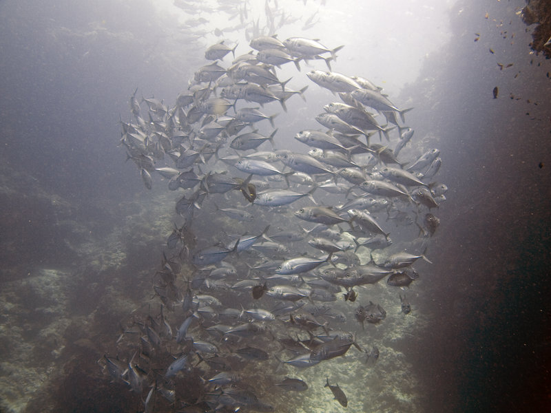 Underwater Scene, Turtle Tomb